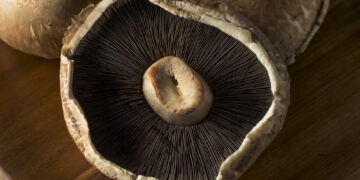 Negatives of Portobello Mushroom