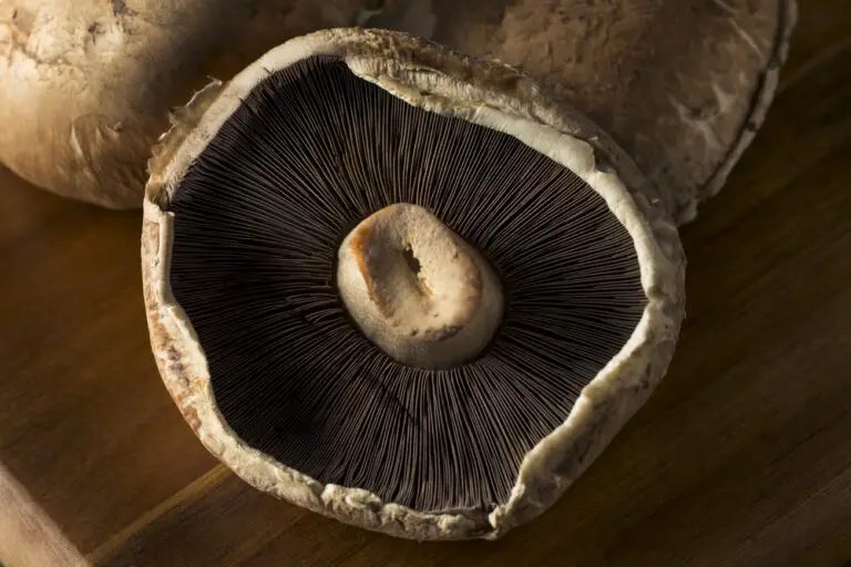 What Are The Negative Effects Of Portobello Mushrooms